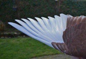 4 gekleurde duimveren, 9 buitenste witte pennen