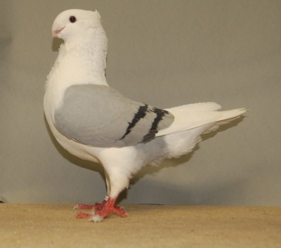 Fraaiste blauwschild zwartgeband MO 97. Fraaiste MO clubshow 2010. L. de Groot