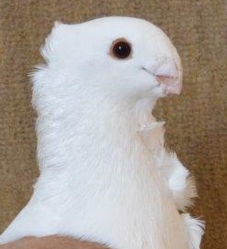 Inkeping manen - kopie