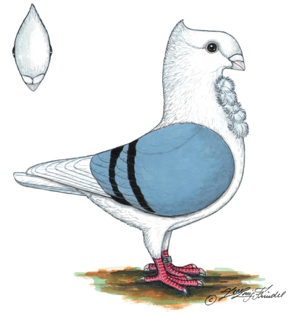 Standaardtekening OHM