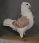 Beste jonge doffer Wilfried van Vorenberghe