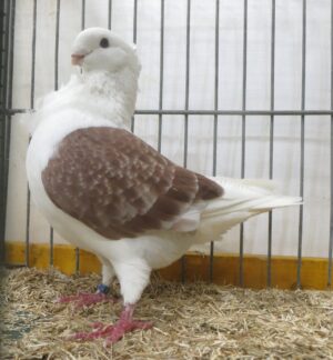 Fraaiste sierduif van de show