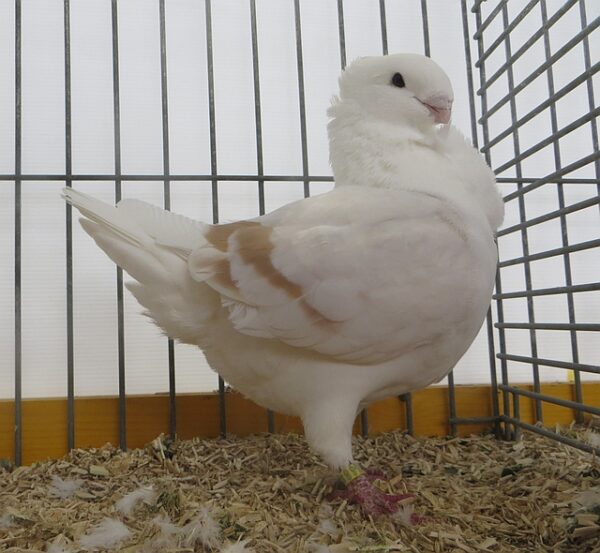 Fraaiste Oud Hollandse meeuw - 97