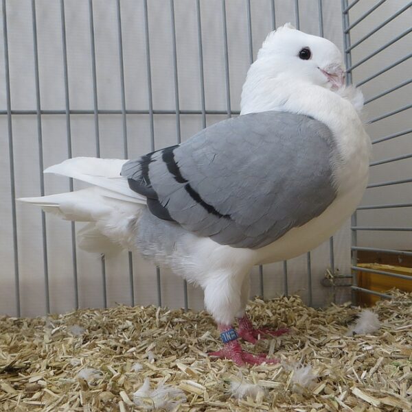 Fraaiste Oud Hollandse meeuw op 1 na