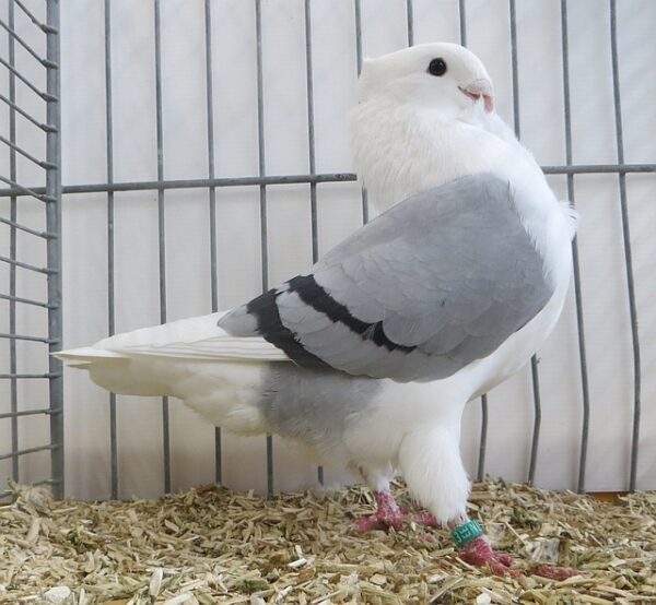 Fraaiste Oud Hollandse meeuw op 2 na